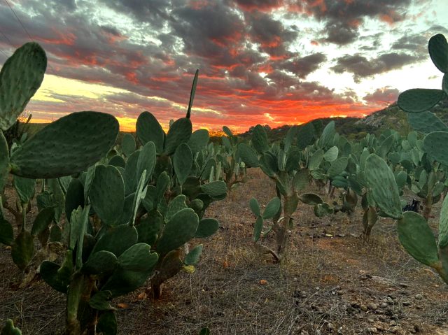 Palma forrageira com as nuvem ao fundo avermelhadas no pôr do sol