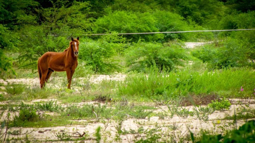 Cavalo pastando