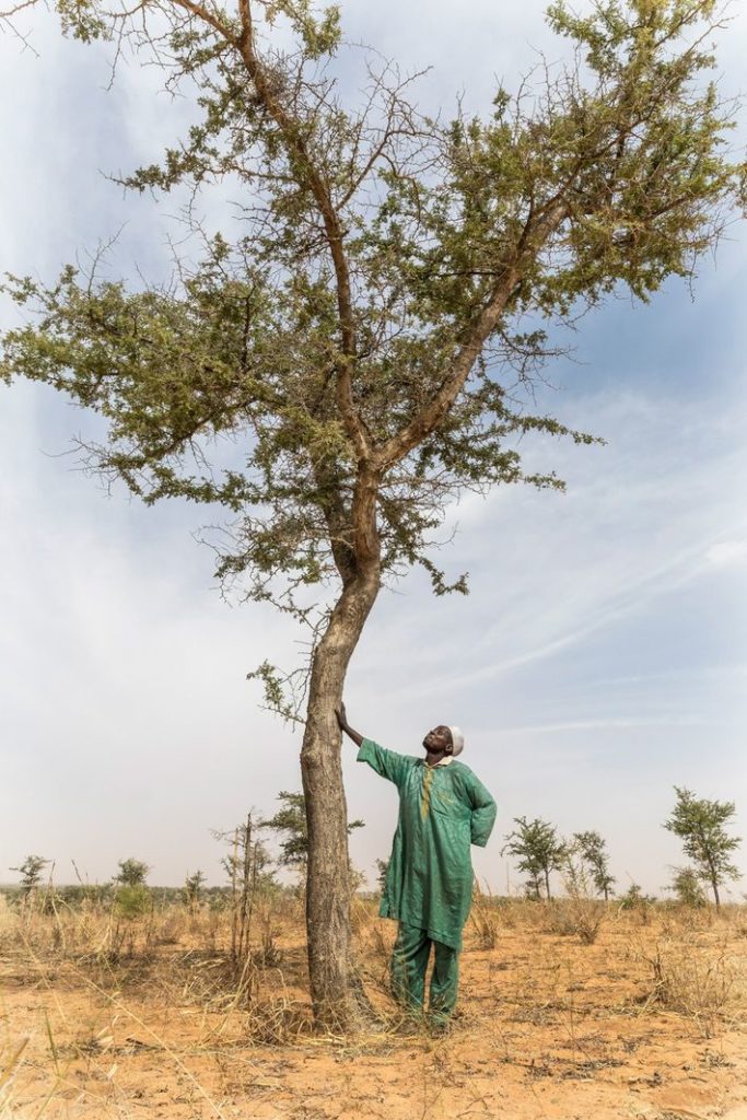 Niger plantou 200 milhões de árvores