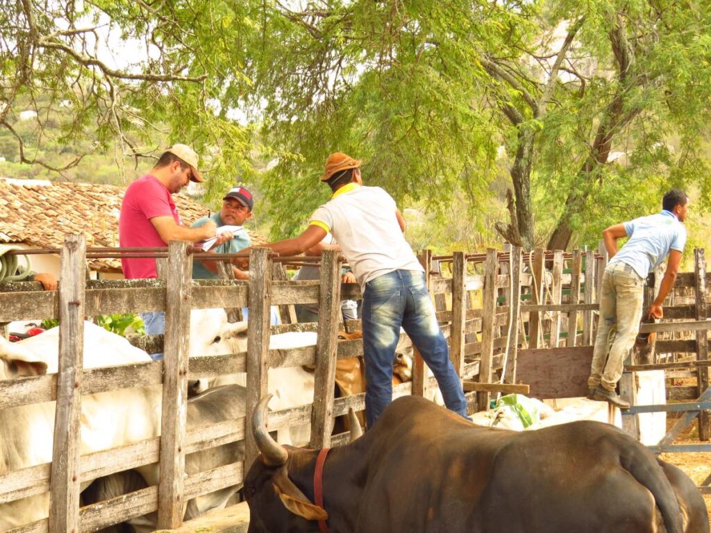 Vacinação contra febre aftosa